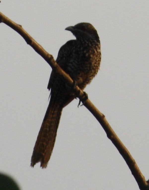 Asian Koel