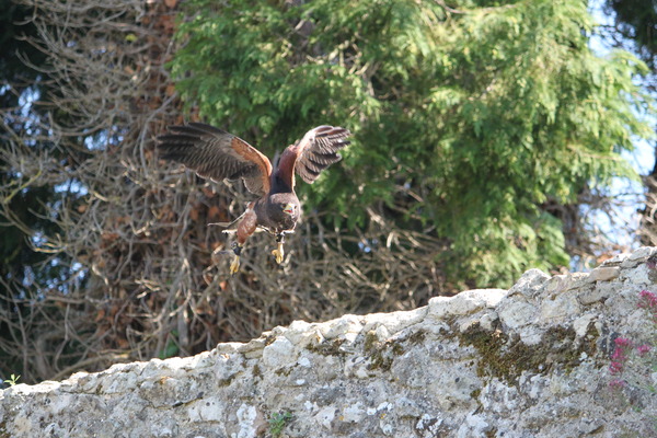 Harris Hawk Harris Hawk