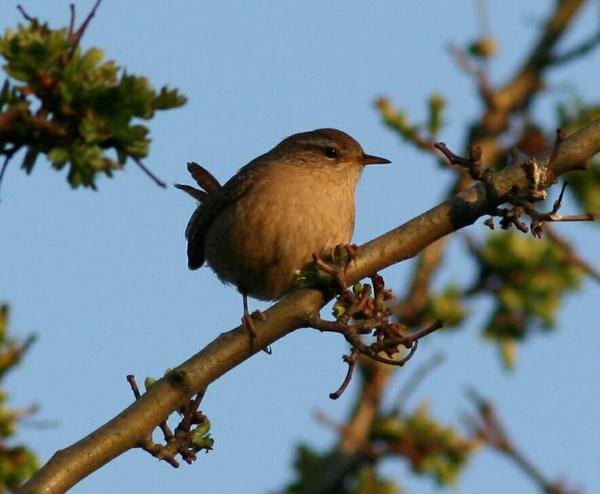 Winter Wren Winter Wren