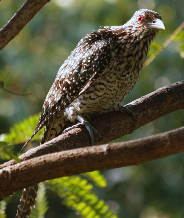 Asian Koel