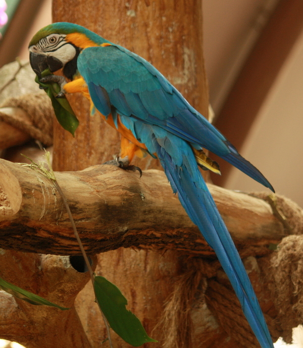 Blue and Gold Macaw. Blue and Gold Macaw.