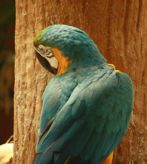 Blue and Gold Macaw. Blue and Gold Macaw.
