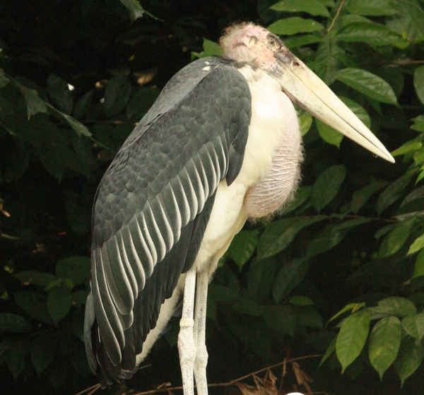 Marabou Stork