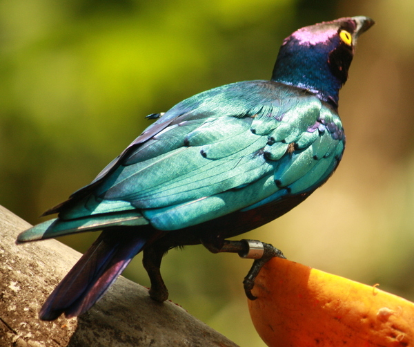 Superb Starling