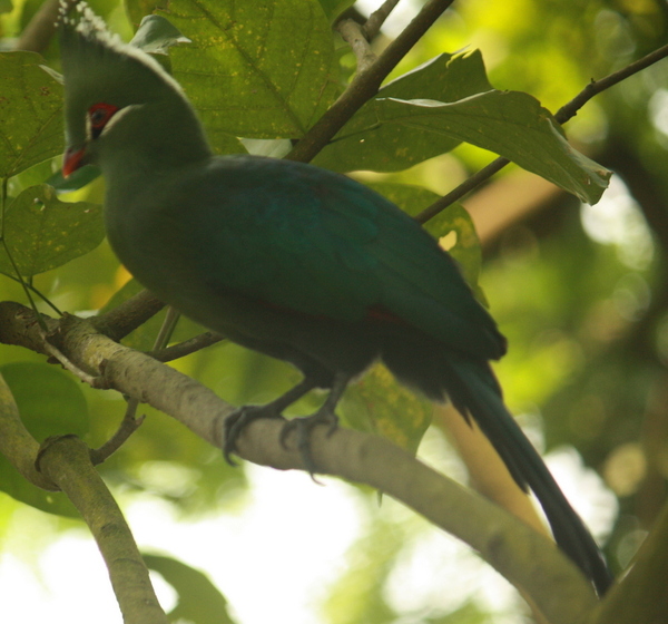 Fischers Turaco Fischers Turaco