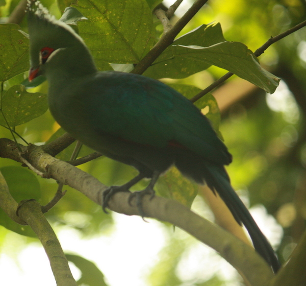 Fischers Turaco