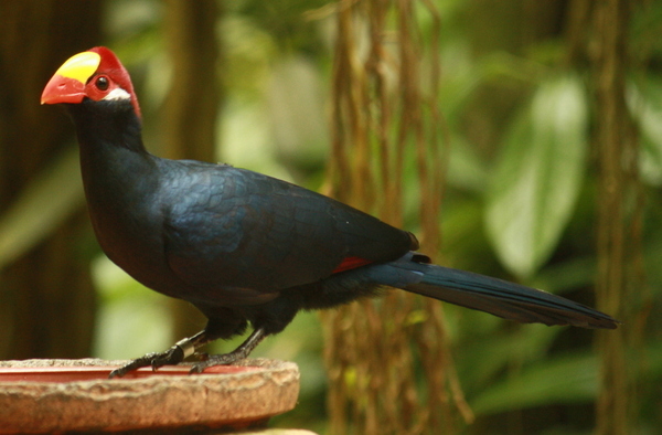 Violet Turaco Violet Turaco