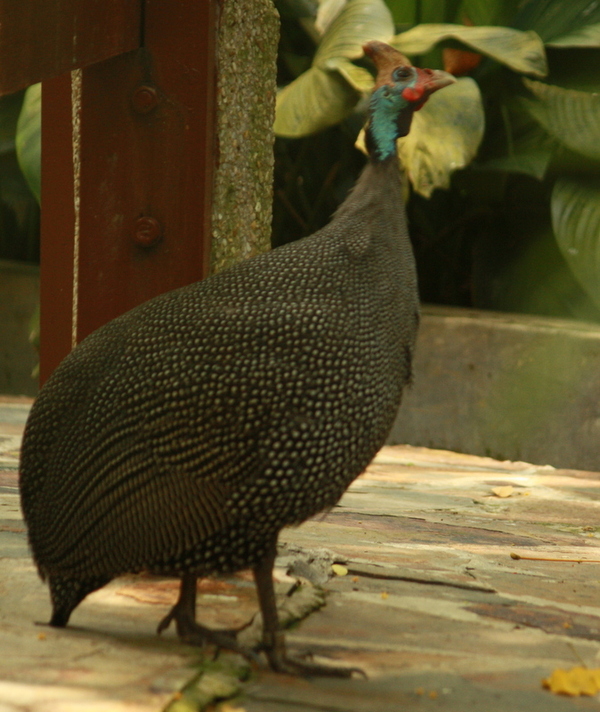 Helmeted Guinea Fowl