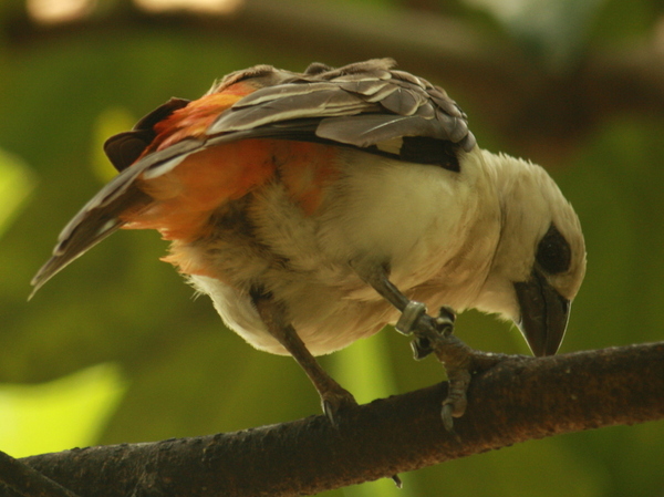 White Headed Buffalo Weaver White Headed Buffalo Weaver