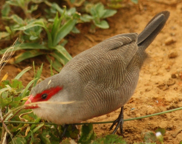 Common Waxbill Common Waxbill
