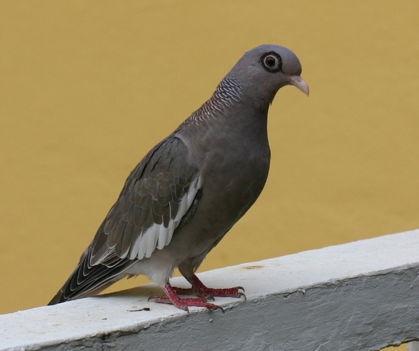 Bare-eyed Pigeon