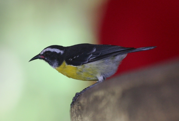 Bananaquit Bananaquit