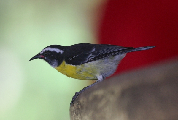 Bananaquit