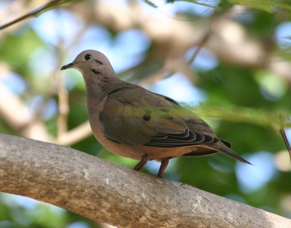 Eared Dove