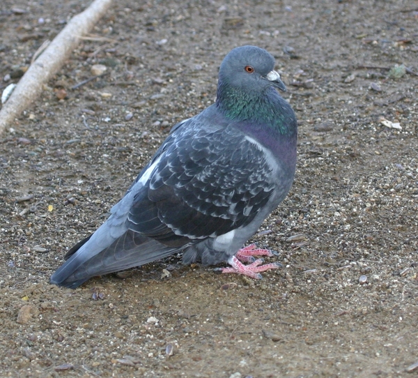 Rock Pigeon