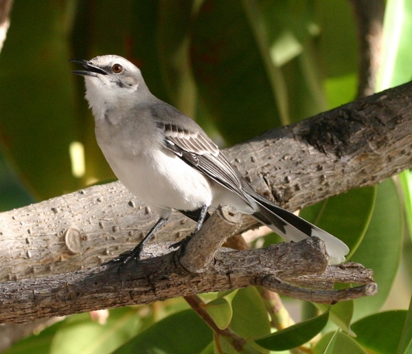 Tropical Mockingbird Tropical Mockingbird