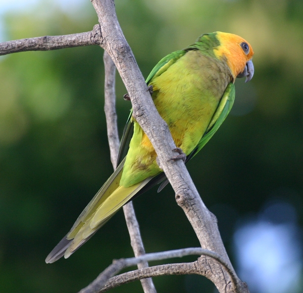 Caribbean Parakeet Caribbean Parakeet