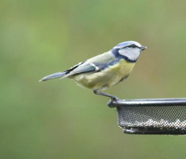 Blue Tit Blue Tit