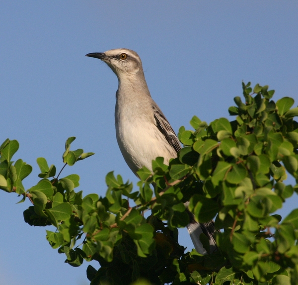 Tropical Mockingbird Tropical Mockingbird