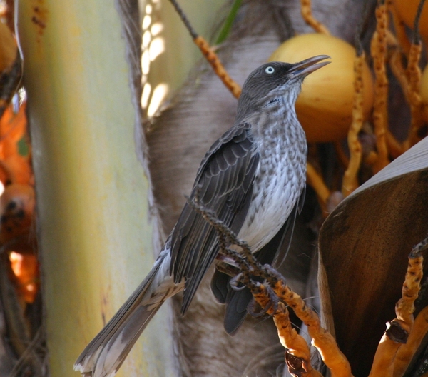 Pearly-eyed Thrasher Pearly-eyed Thrasher