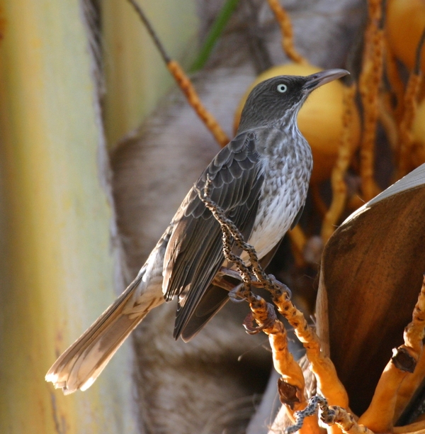 Pearly-eyed Thrasher