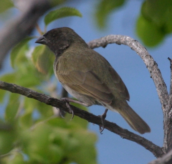 Black-faced Grassquit Black-faced Grassquit