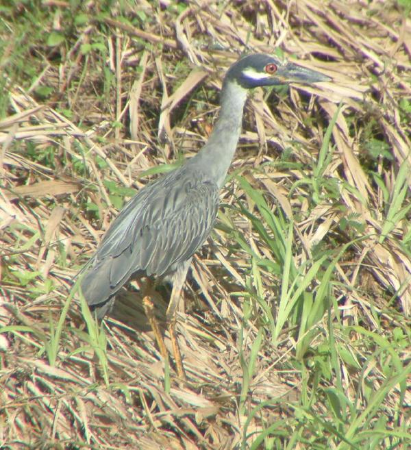 Yellow-crowned Night Heron