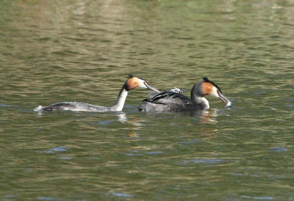Great Crested Grebe Great Crested Grebe