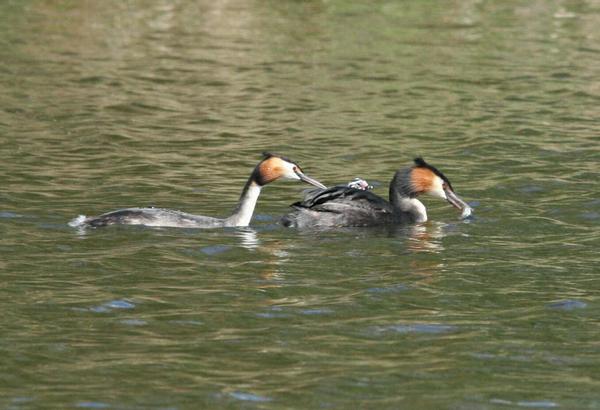 Great Crested Grebe