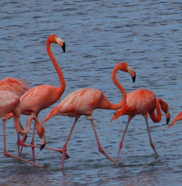 Caribbean Flamingo Caribbean Flamingo