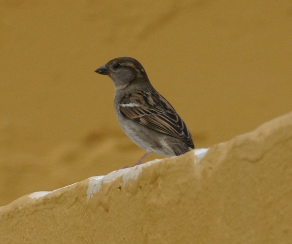 House Sparrow House Sparrow