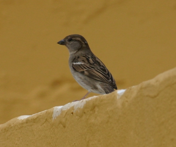 House Sparrow