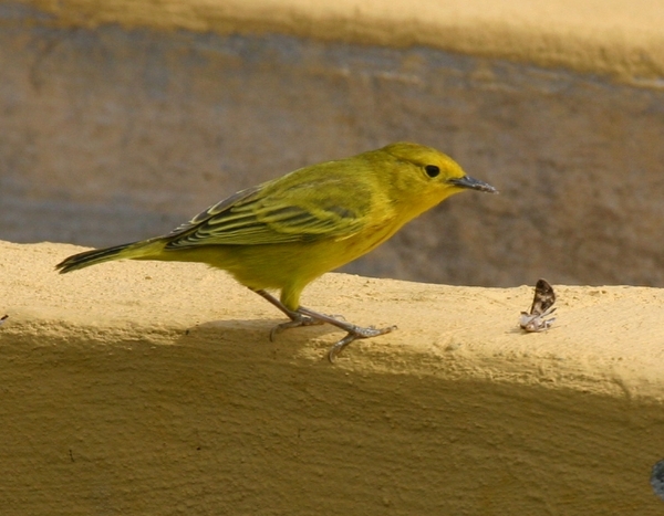 Mangrove Warbler Mangrove Warbler