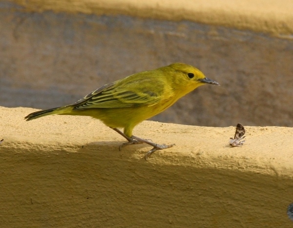 Mangrove Warbler