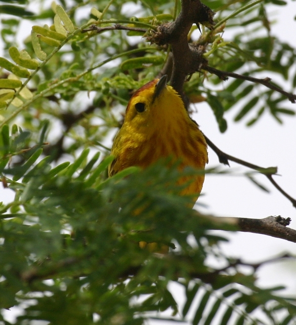 Mangrove Warbler Mangrove Warbler