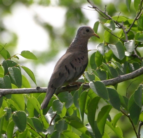 Common Ground Dove