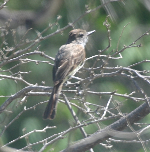 Northern Scrub Flycatcher