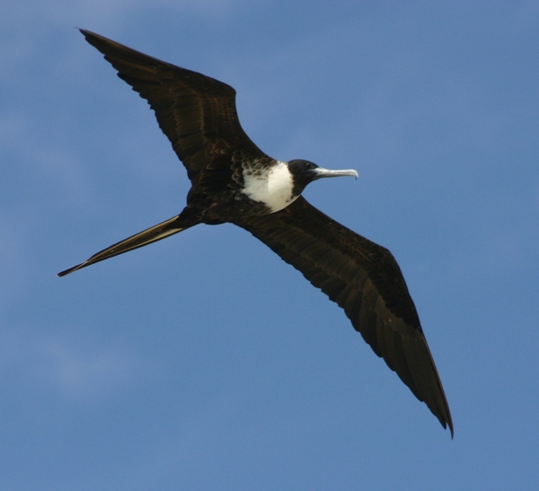 Magnificent Frigatebird Magnificent Frigatebird