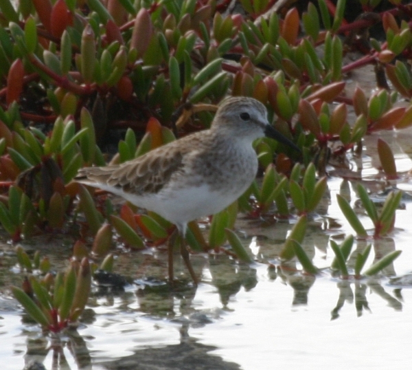 White-rumped Sandpiper