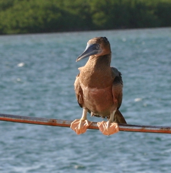 Brown Booby