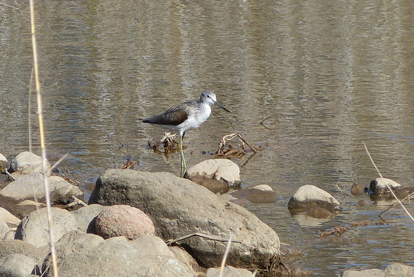 Greenshank