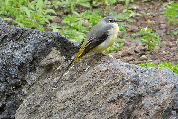 Grey Wagtail Grey Wagtail