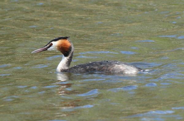 Great Crested Grebe Great Crested Grebe