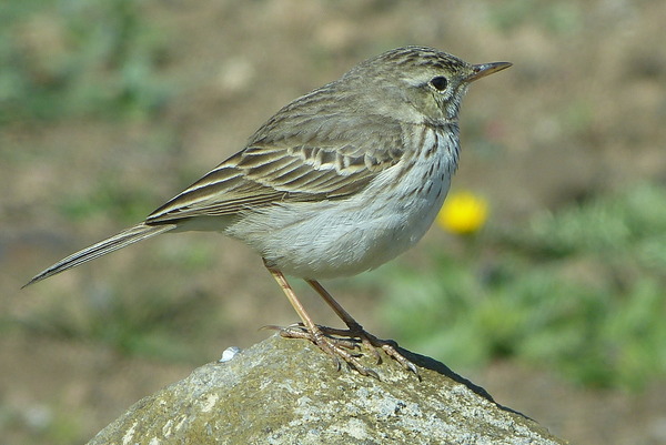 Berthelots Pipit Berthelots Pipit