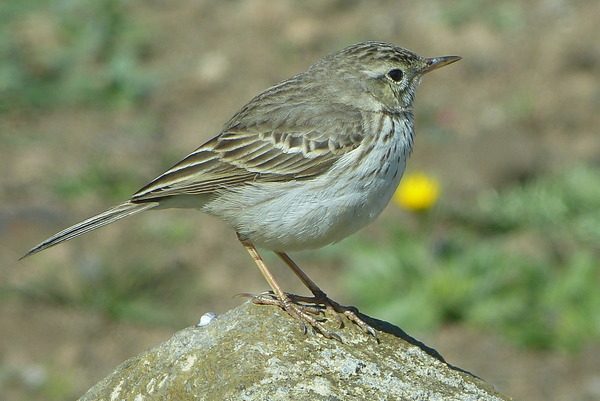 Berthelots Pipit