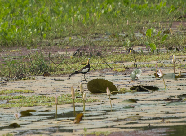 Pheasant Tailed Jacana