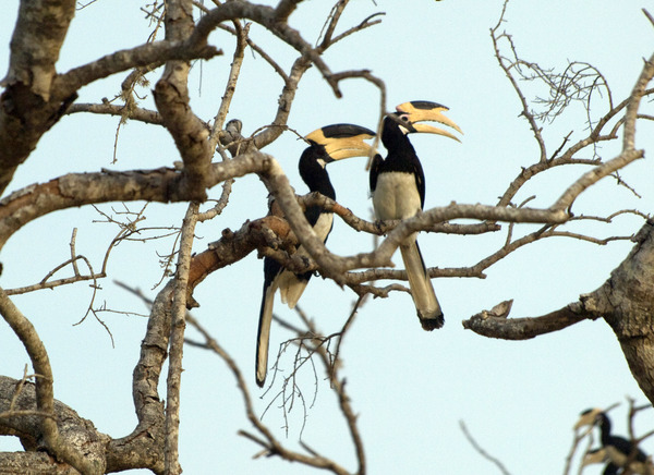 Malabar Pied Hornbill Malabar Pied Hornbill