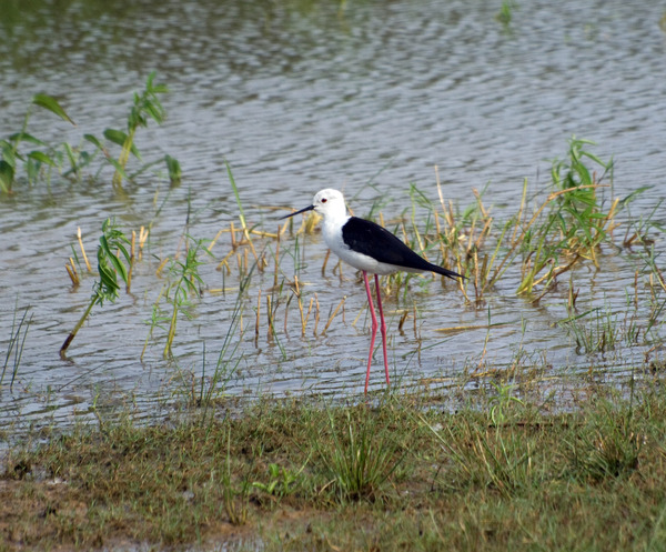 Black-winged Stilt