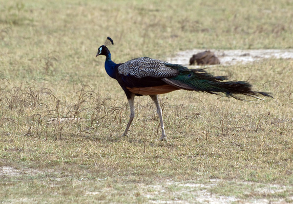 Indian Peafowl