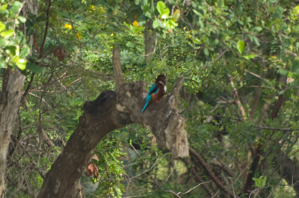 White-throated Kingfisher